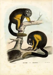 Owl Monkey, 1863-79